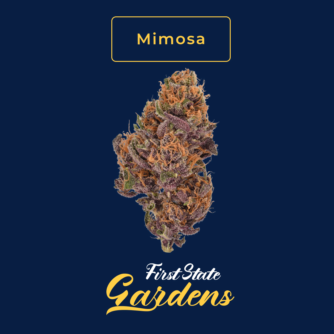 Mimosa