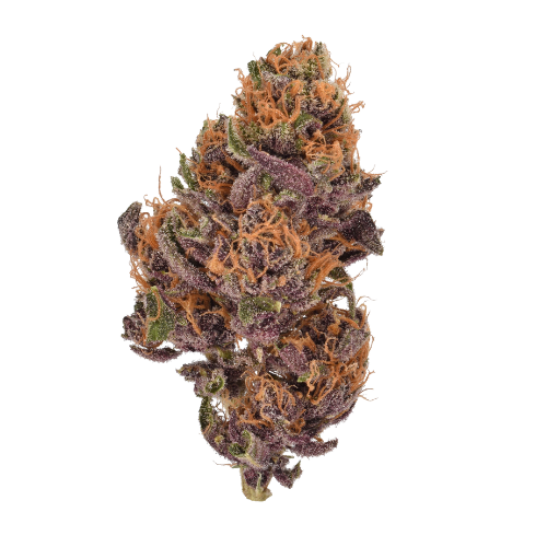 Mimosa sativa-leaning hybrid cannabis strain vibrant orange pistils purple hues First State Gardens Delaware - Dover Newark Lewes Wilmington Rehoboth Beach dispensaries