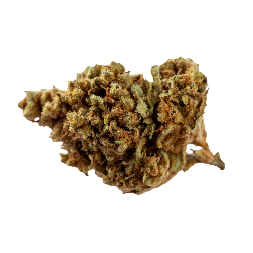Mule Fuel strain cannabis flower bud with golden brown tones and dense structure from First State Gardens Delaware dispensary