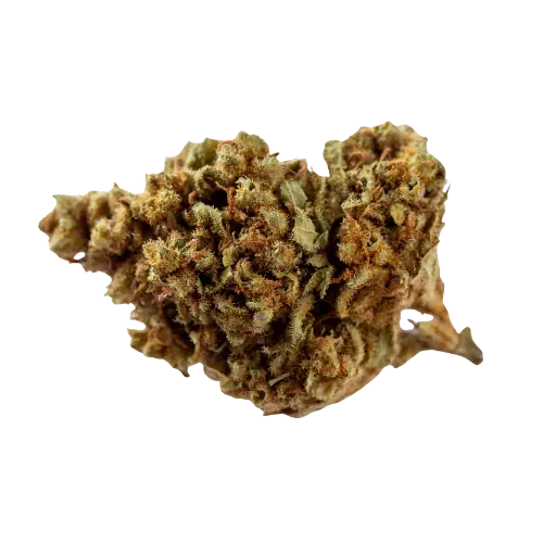 Mule Fuel strain cannabis flower bud with golden brown tones and dense structure from First State Gardens Delaware dispensary