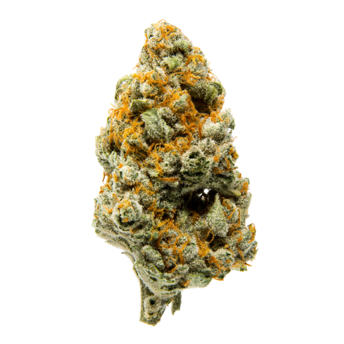 Oreoz strain cannabis flower bud with vibrant orange pistils and green trichomes from First State Gardens Delaware dispensary