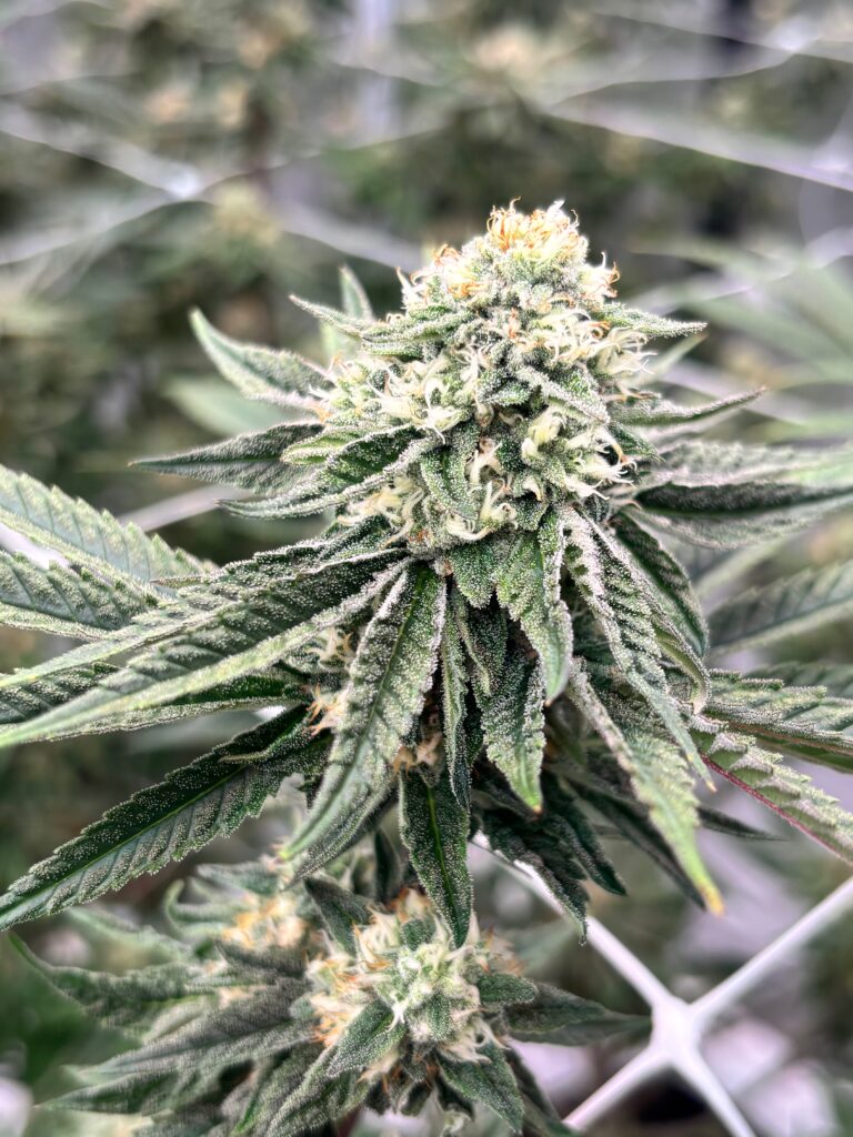 Grape Soda cannabis strain grown indoors by First State Gardens showing frosty trichomes and dense cola structure cultivated in Delaware.