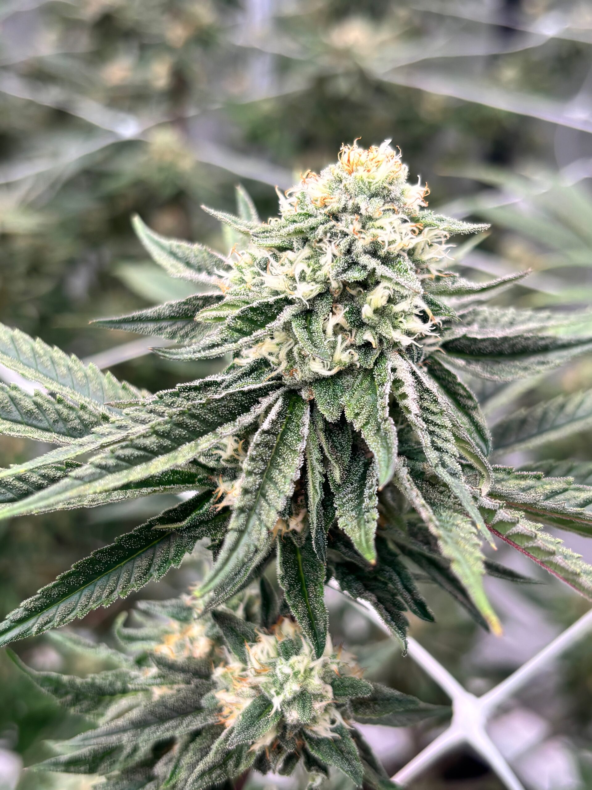 Grape Soda Grape Soda cannabis strain grown indoors by First State Gardens showing frosty trichomes and dense cola structure cultivated in Delaware.