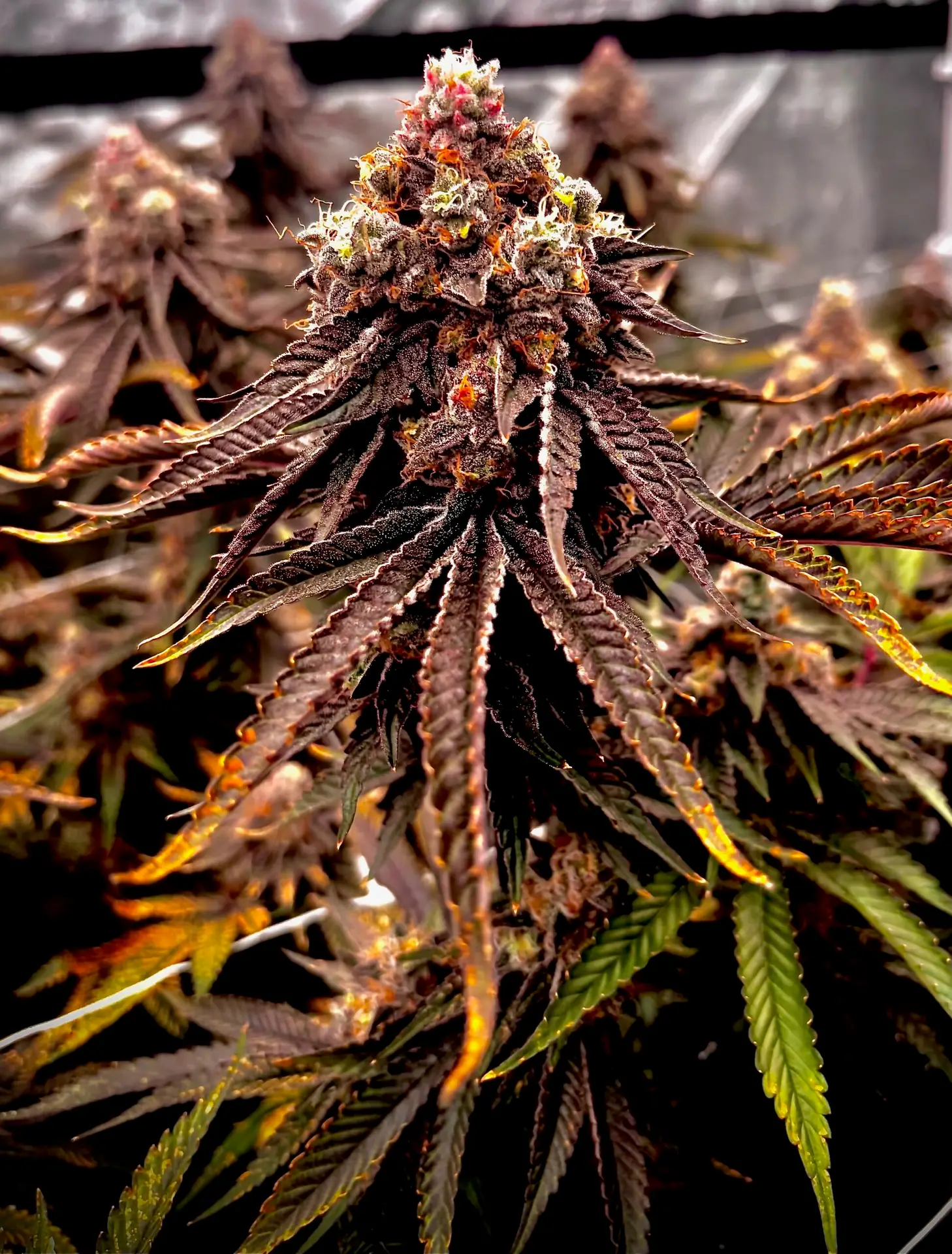 Rancid Rainbow Rancid Rainbow cannabis strain by First State Gardens featuring frosty emerald green buds with purple undertones and orange hairs, premium indoor flower in Delaware