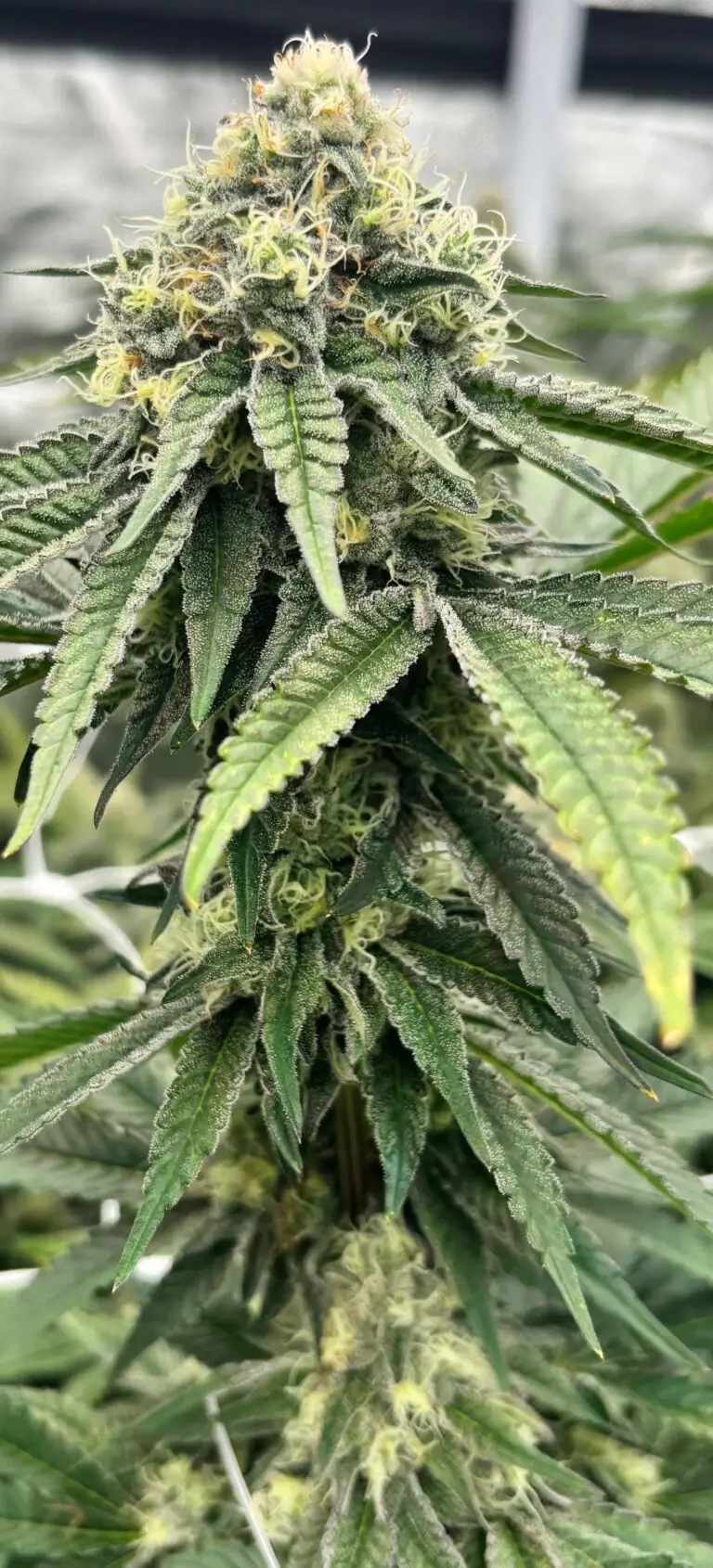 Mule Fuel cannabis strain by First State Gardens featuring dense frosty buds with light green tones and creamy white pistils, premium cannabis flower in Delaware