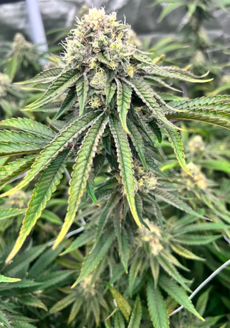Close-up of Mule Fuel cannabis plant by First State Gardens showing trichome-covered buds and vibrant green leaves in a Delaware grow environment