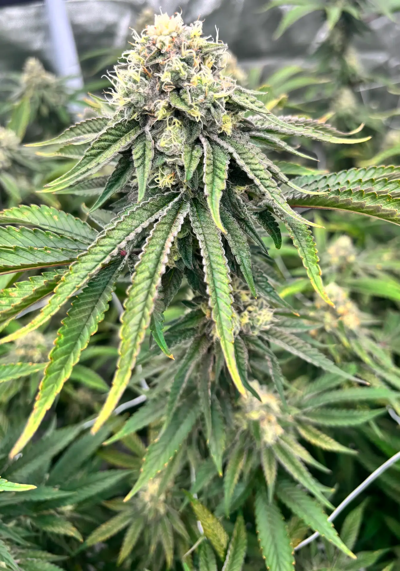 Close-up of Mule Fuel cannabis plant by First State Gardens showing trichome-covered buds and vibrant green leaves in a Delaware grow environment