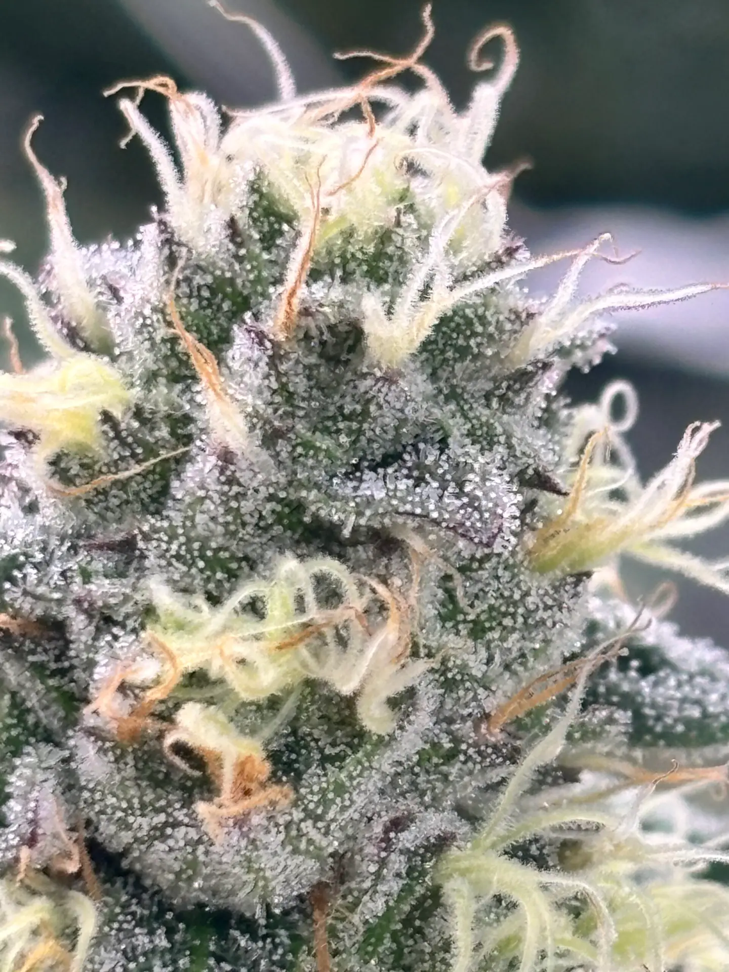 Rancid Rainbow cannabis strain macro shot showing frosty trichomes, bright green buds and orange hairs by First State Gardens Delaware