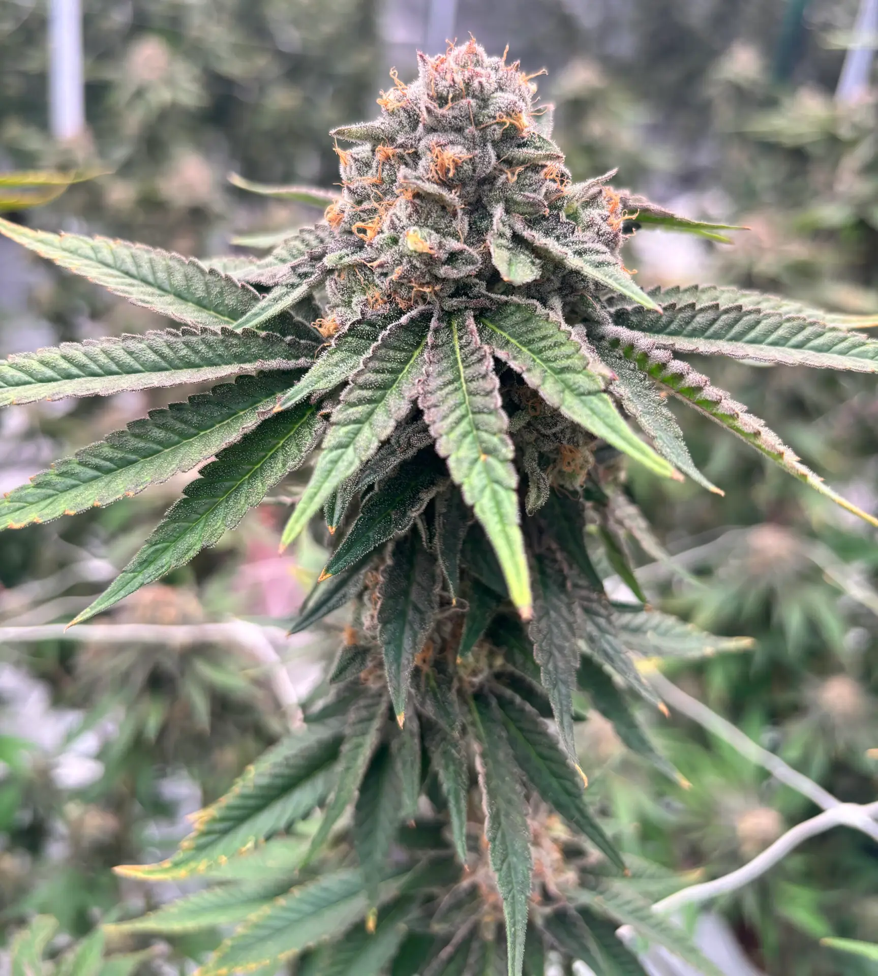 Rancid Rainbow cannabis plant by First State Gardens featuring dense frosty buds with orange hairs and resin-coated leaves in Delaware grow facility