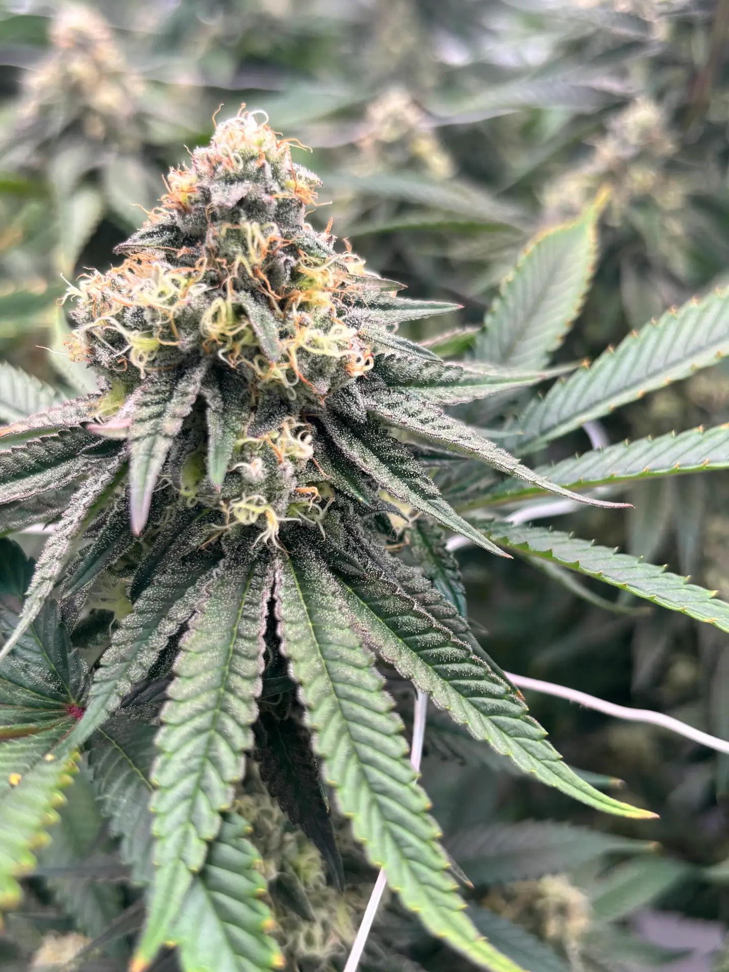 Rancid Rainbow cannabis flower by First State Gardens with frosty buds, green and purple tones and dense trichome coverage in Delaware