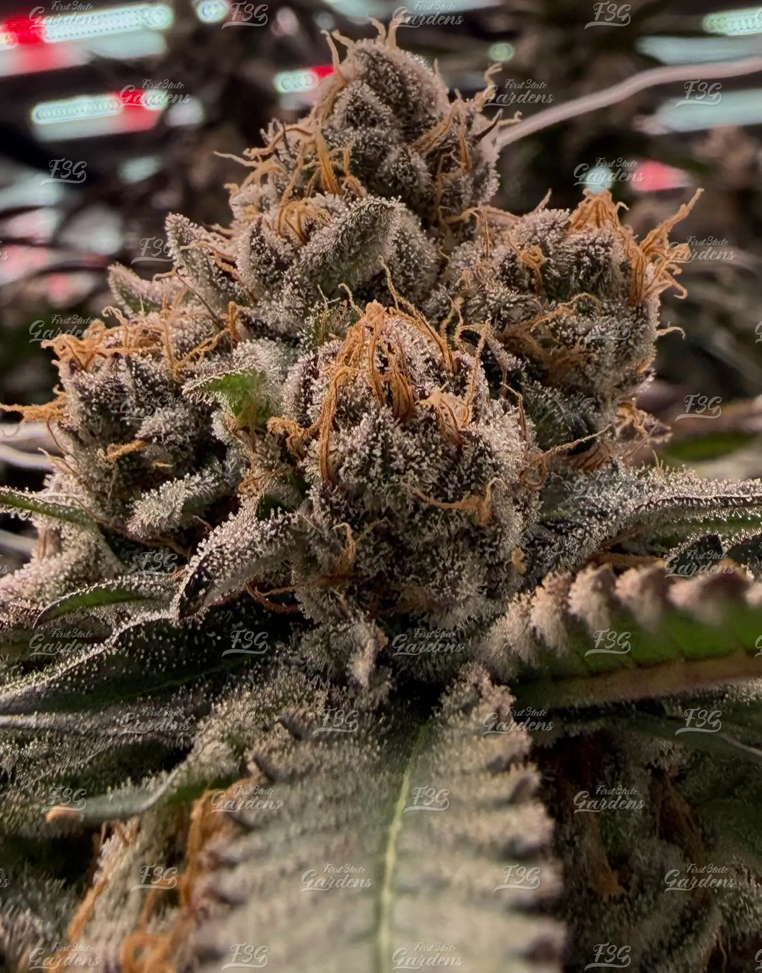 Air Force 1 weed flower with crystal trichomes and dense bud structure grown by First State Gardens