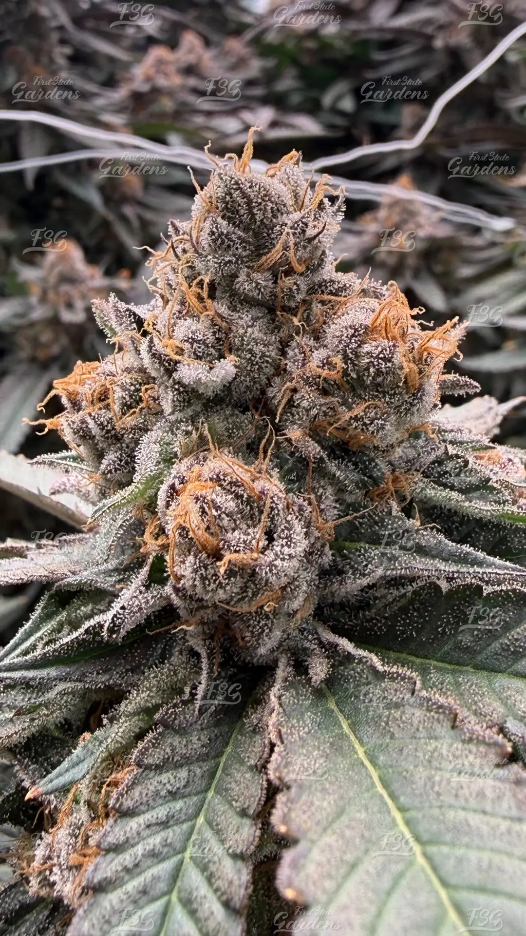 Air Force 1 cannabis flower with crystal trichomes and dense bud structure grown by First State Gardens