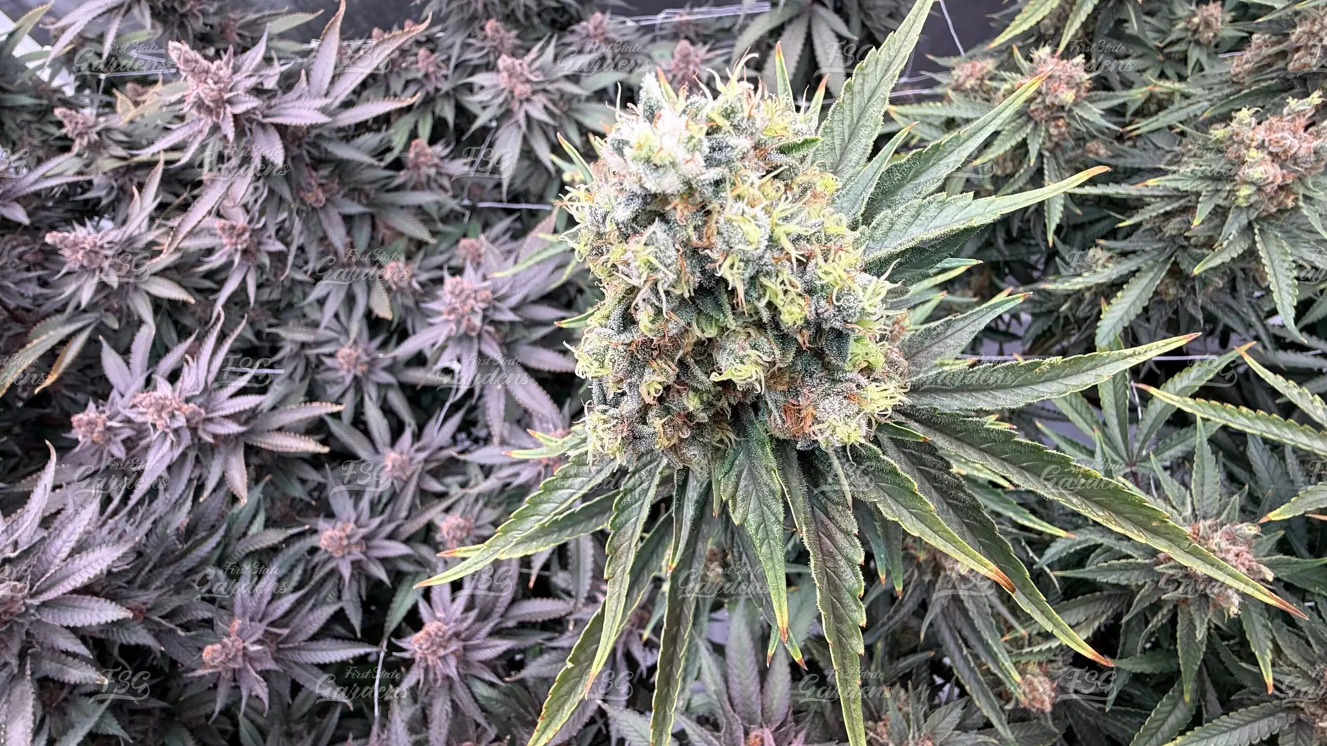 Close-up of Clockwork Pineapple cannabis flower with heavy trichome coverage and bright orange pistils