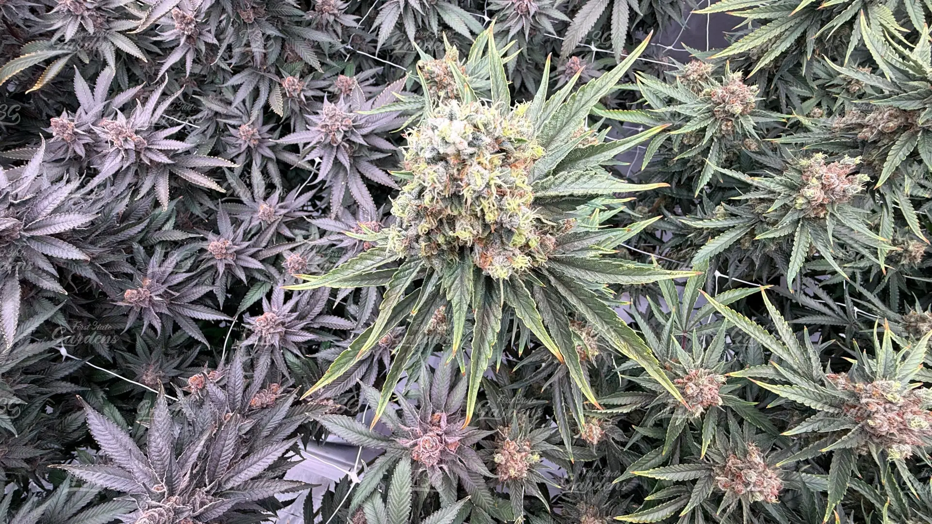 Clockwork Pineapple cannabis canopy showing dense flower development and frosty buds cultivated by First State Gardens in Delaware