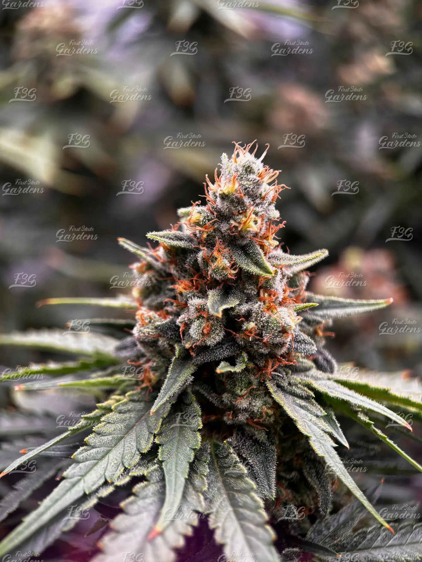 Clockwork Pineapple cannabis flower with frosty trichomes and orange pistils by First State Gardens
