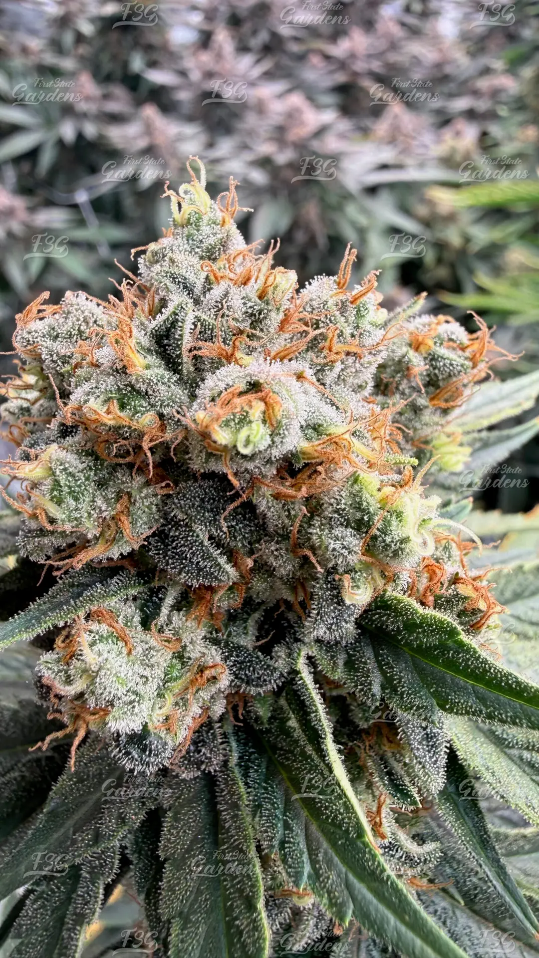Close-up of Clockwork Pineapple cannabis flower with heavy trichome coverage and bright orange pistils