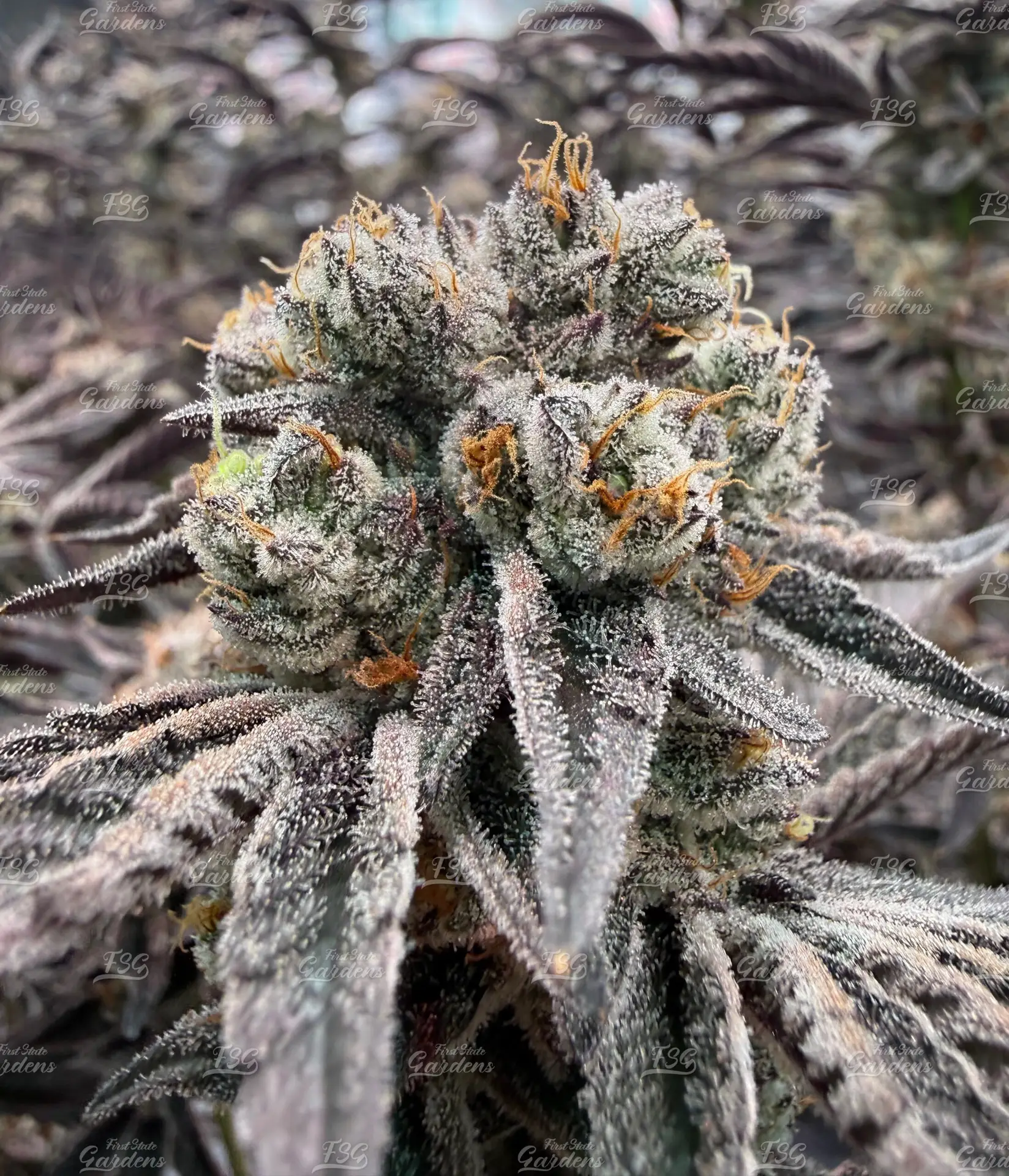 Cookies and Cream cannabis flower coated in trichomes with dark foliage and orange pistils