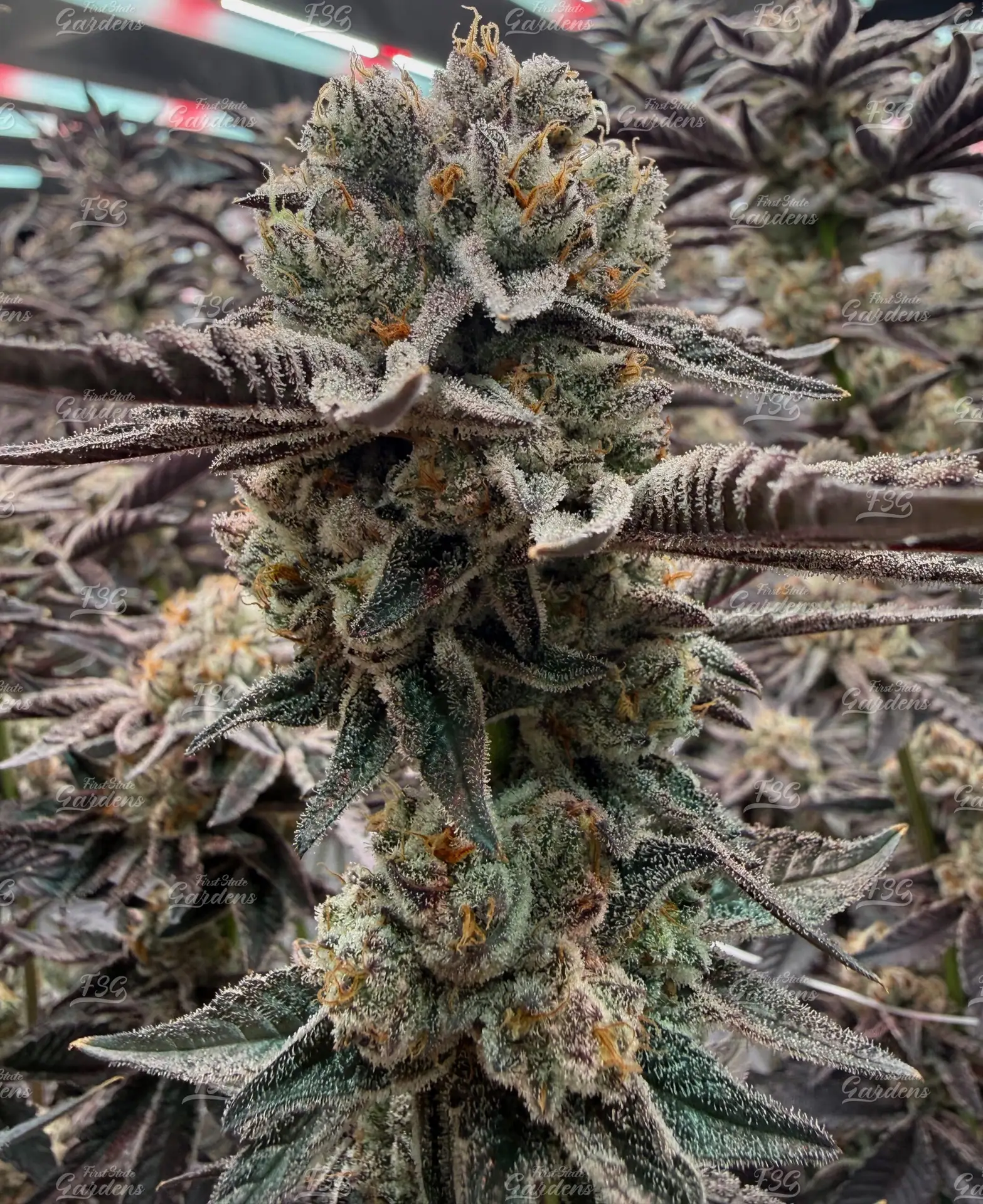 Cookies & Cream Cookies and Cream cannabis cola photographed under indoor cultivation lights in Delaware