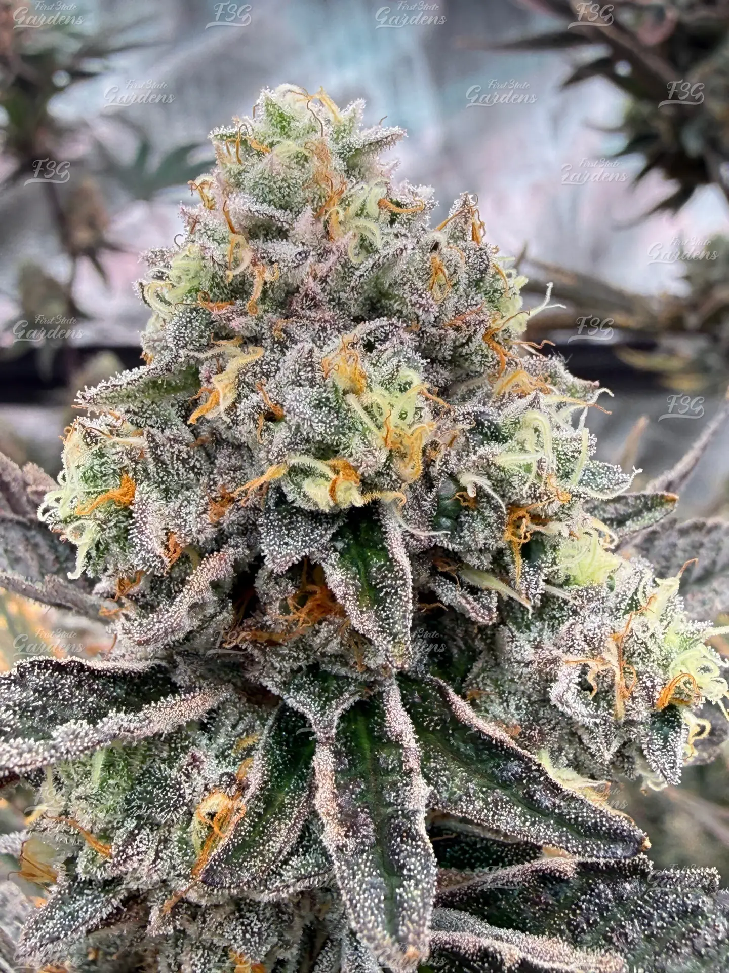 FSG Grape Soda Strain 2 scaled