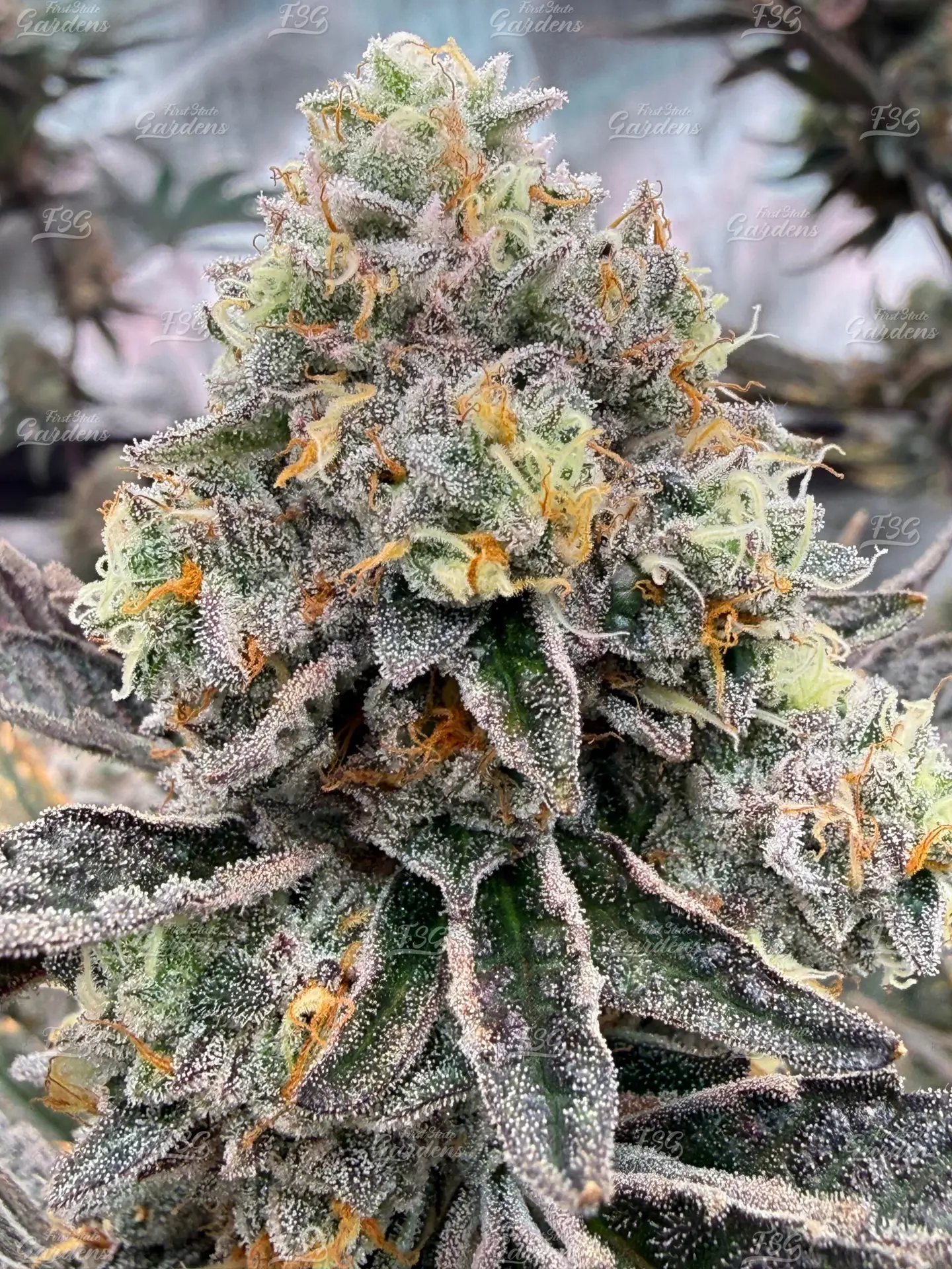 Grape Soda FSG - Grape Soda Strain