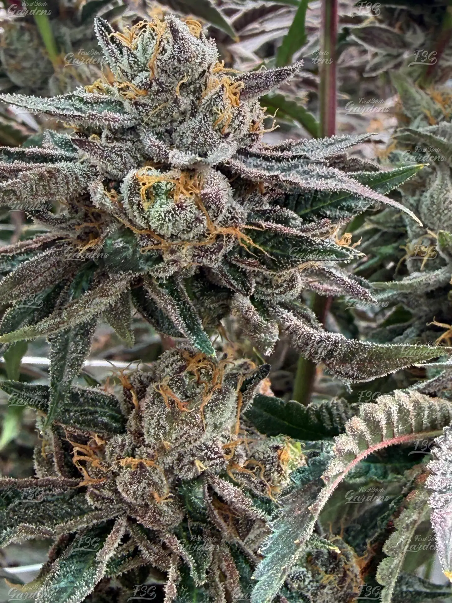 Lemon Cherry Runtz cannabis flower with colorful pistils and thick trichome coverage