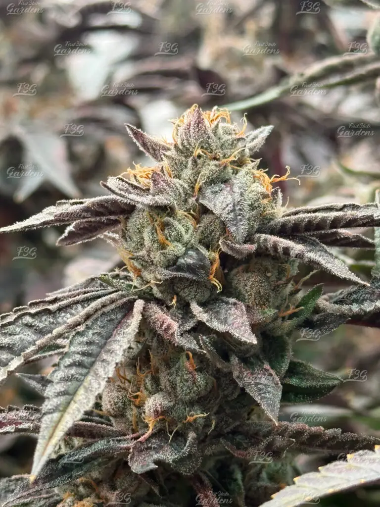 Lemon Cherry Runtz cannabis flower with pink highlights, frosty trichomes, and colorful terpene-rich buds