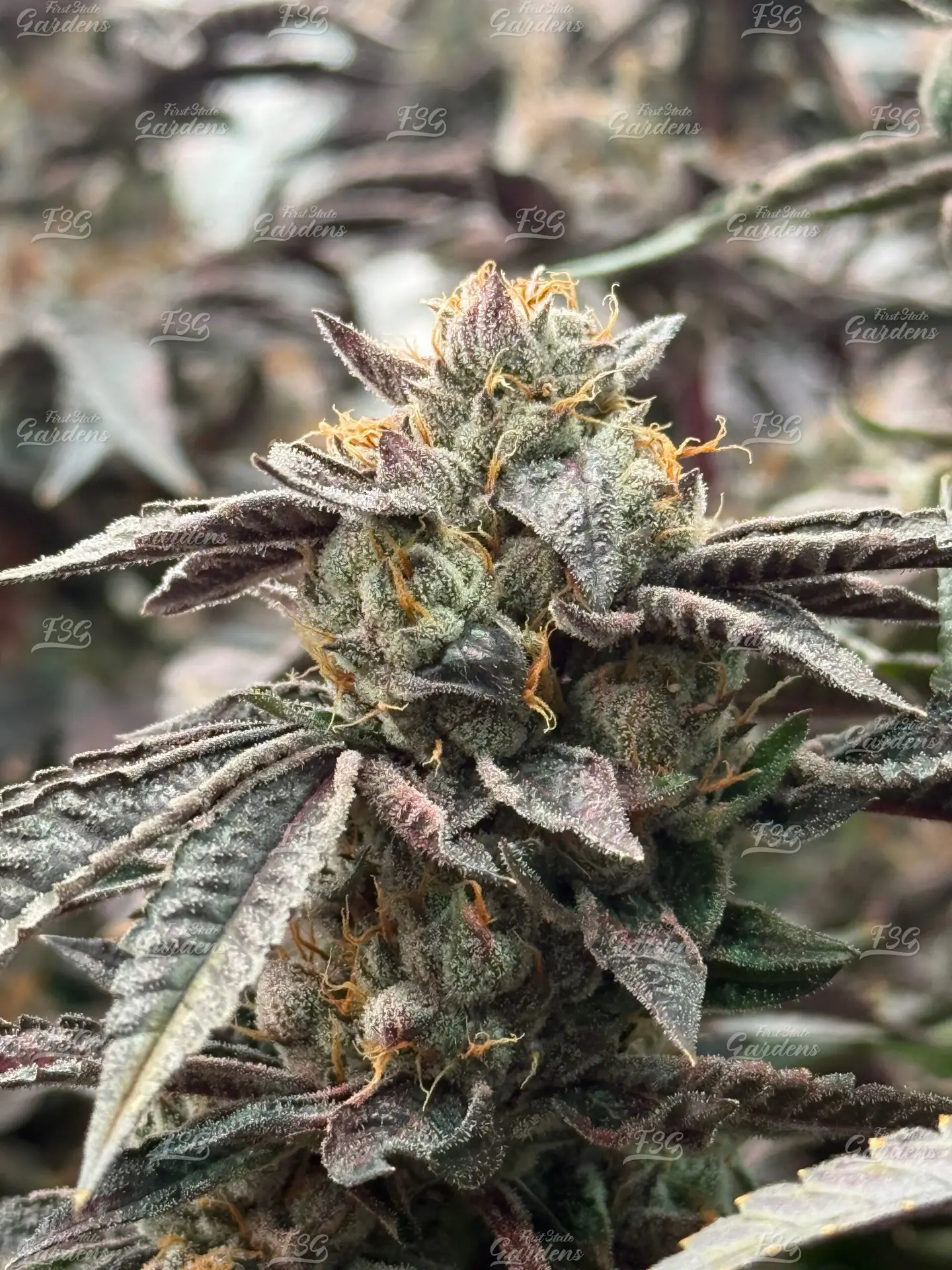 Lemon Cherry Runtz cannabis flower with pink highlights, frosty trichomes, and colorful terpene-rich buds
