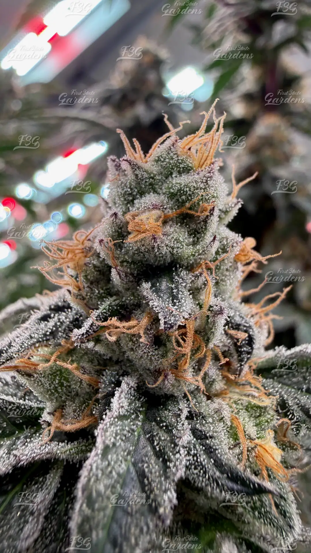 Mule Fuel cannabis flower with dark purple foliage and dense crystal-coated buds