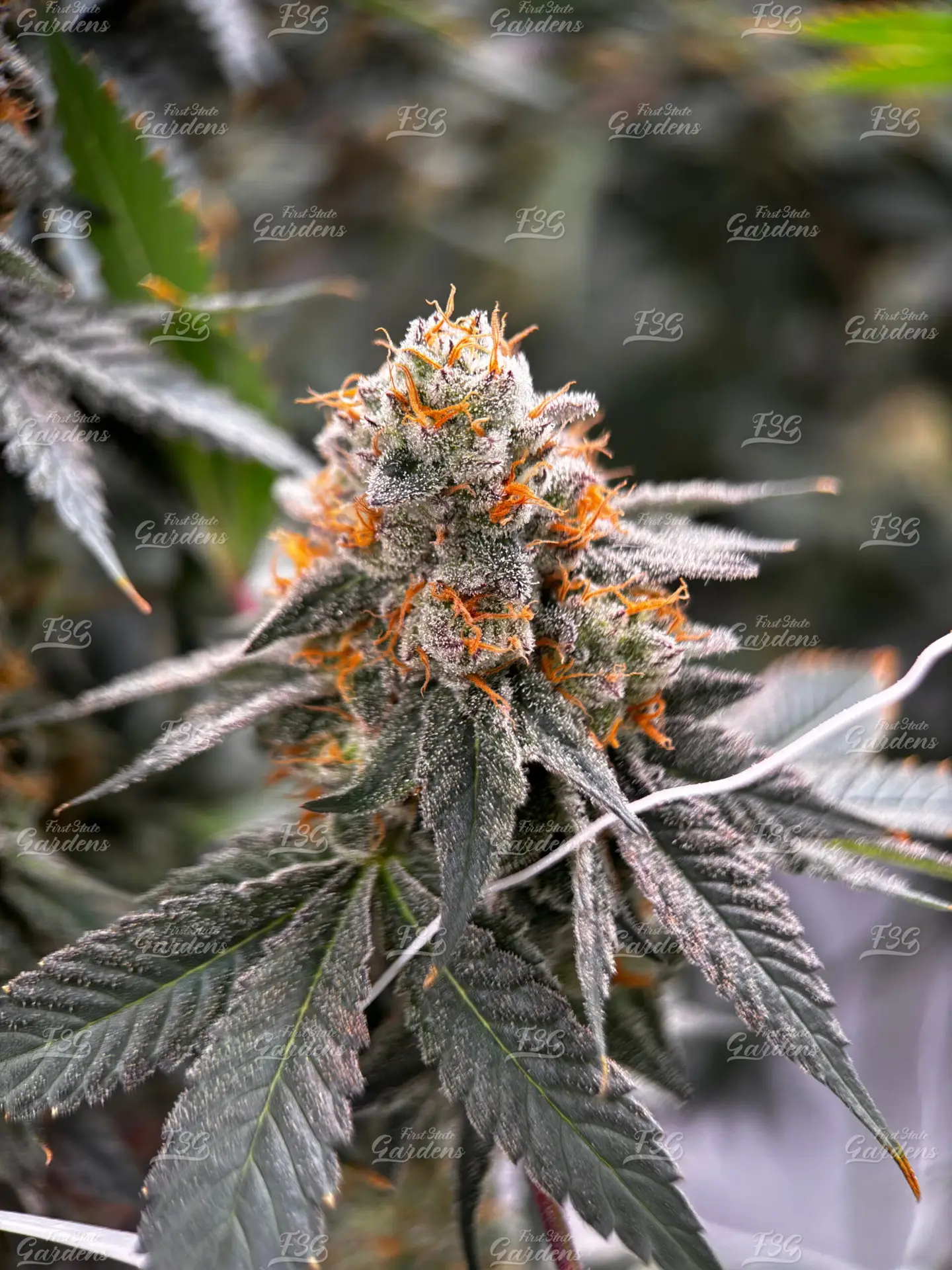 Mule Fuel cannabis cola with dense frosty trichomes and dark green leaves grown by First State Gardens in Delaware