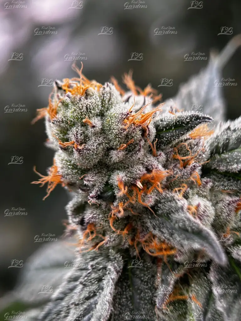 Macro close-up of Mule Fuel cannabis flower by First State Gardens showing dense trichomes and orange pistils near Wilmington Delaware
