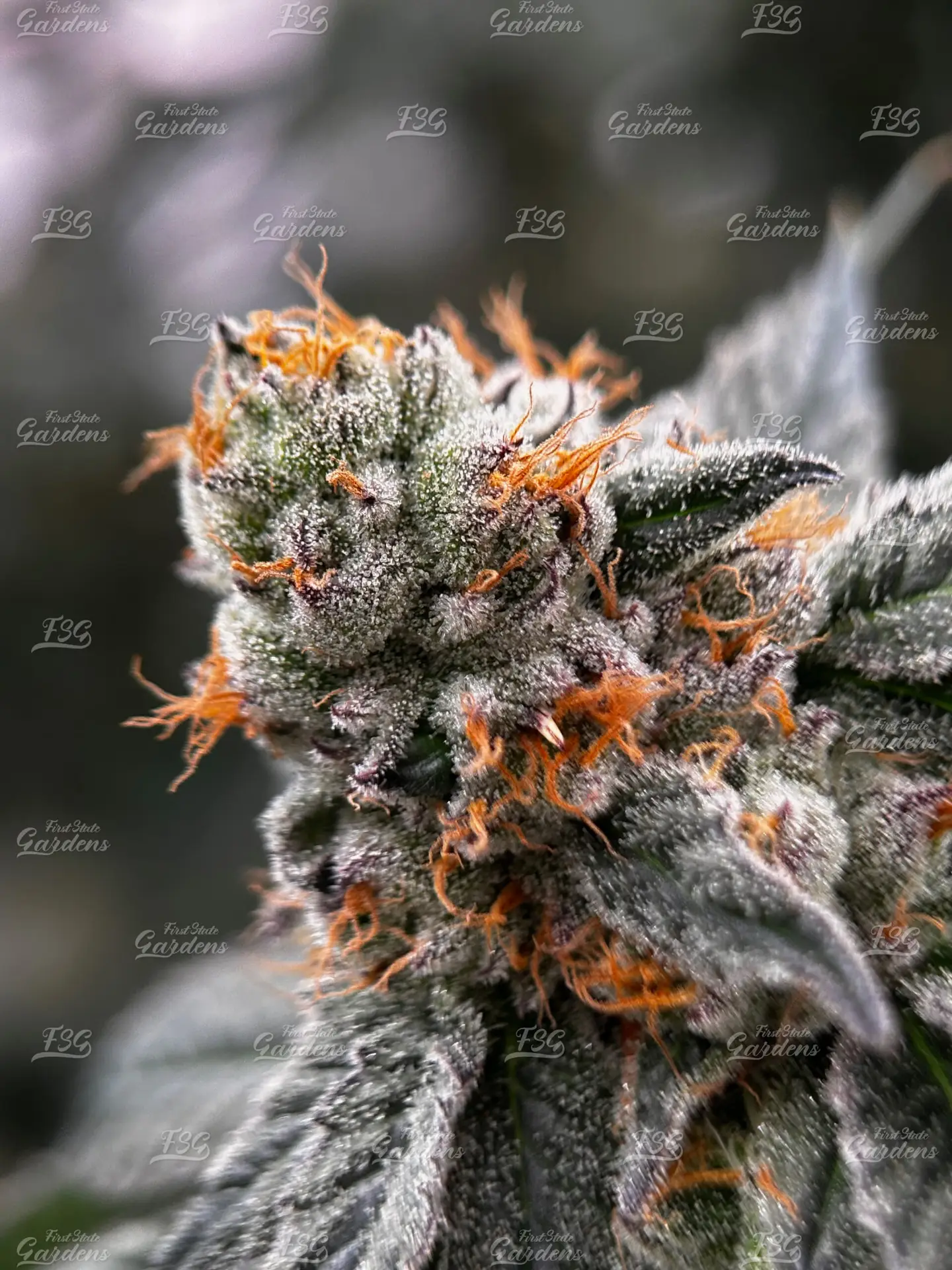 Macro close-up of Mule Fuel cannabis flower by First State Gardens showing dense trichomes and orange pistils near Wilmington Delaware