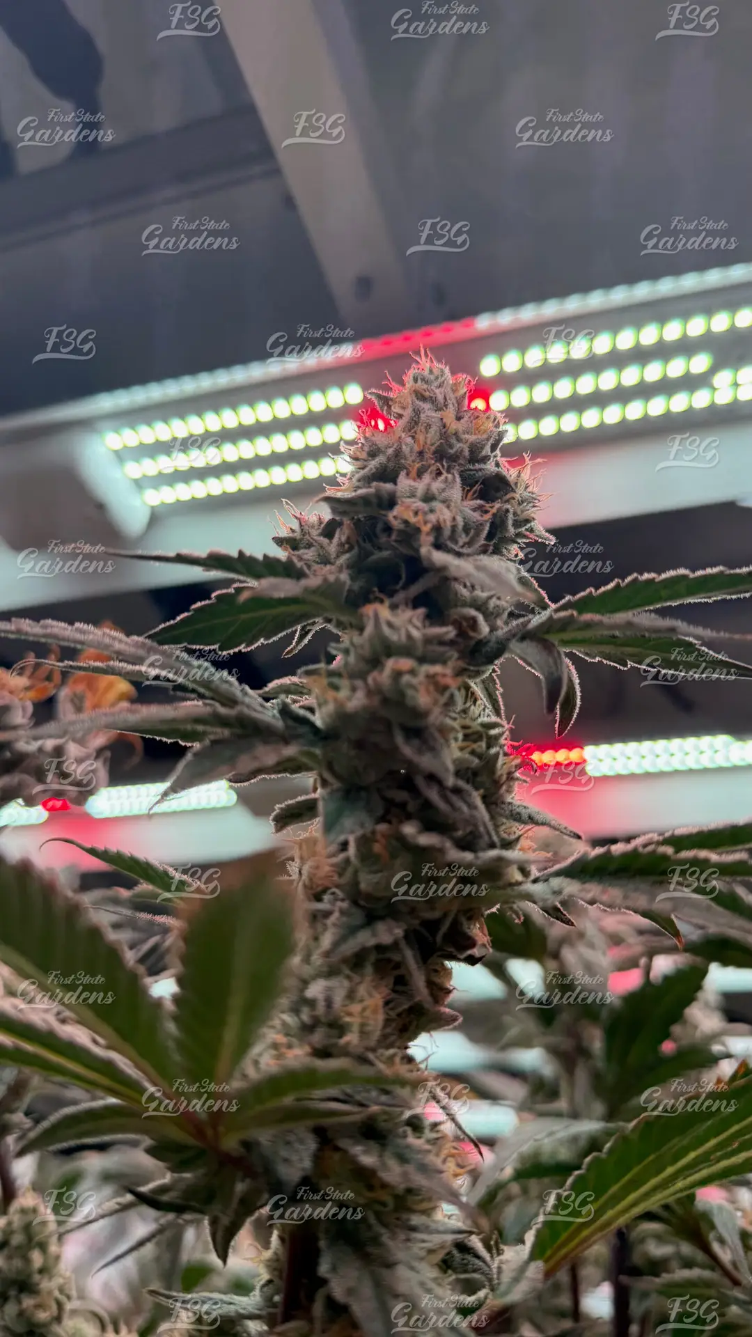 Mule Fuel cannabis cola growing under LED lights with dense trichome coverage and dark purple foliage
