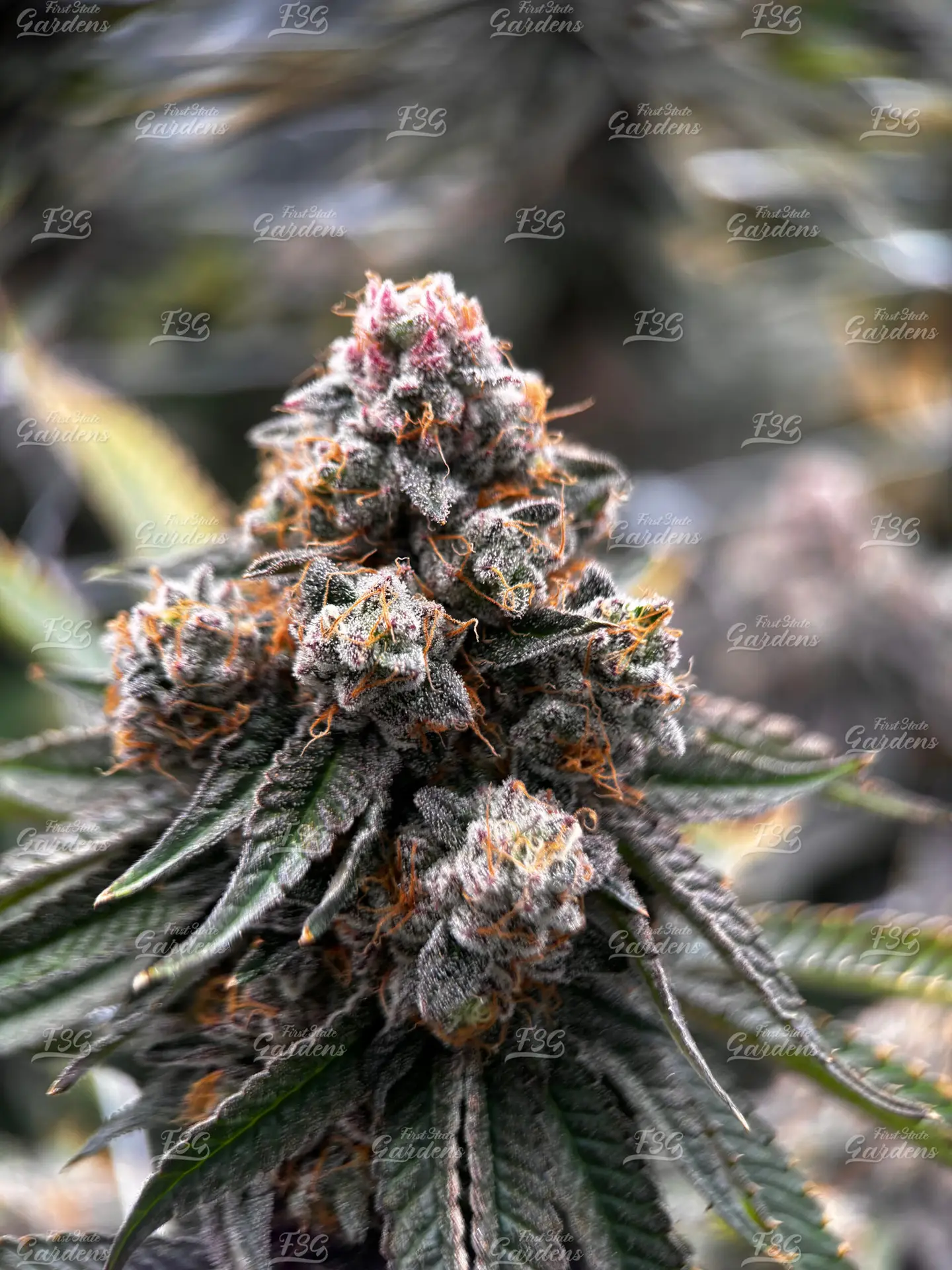 Rancid Rainbow Close-up of Rancid Rainbow cannabis flower with frosty buds and orange pistils cultivated in Delaware