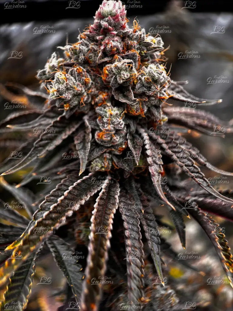 Rancid Rainbow cannabis flower with dark purple hues and heavy trichome coverage by First State Gardens
