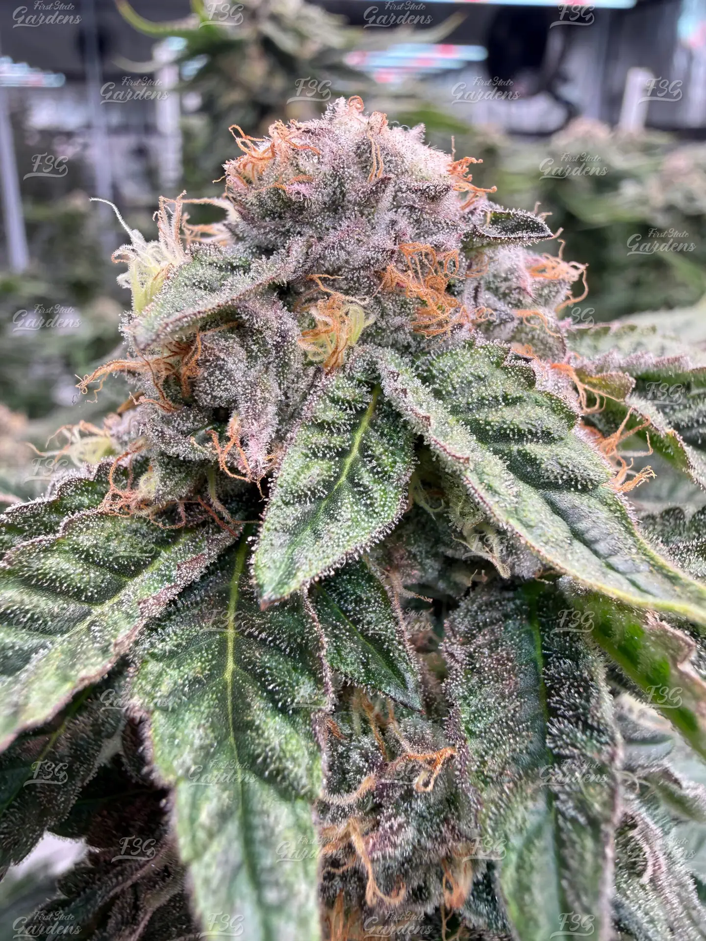 Rancid Rainbow FSG - Rancid Rainbow Strain Week 5