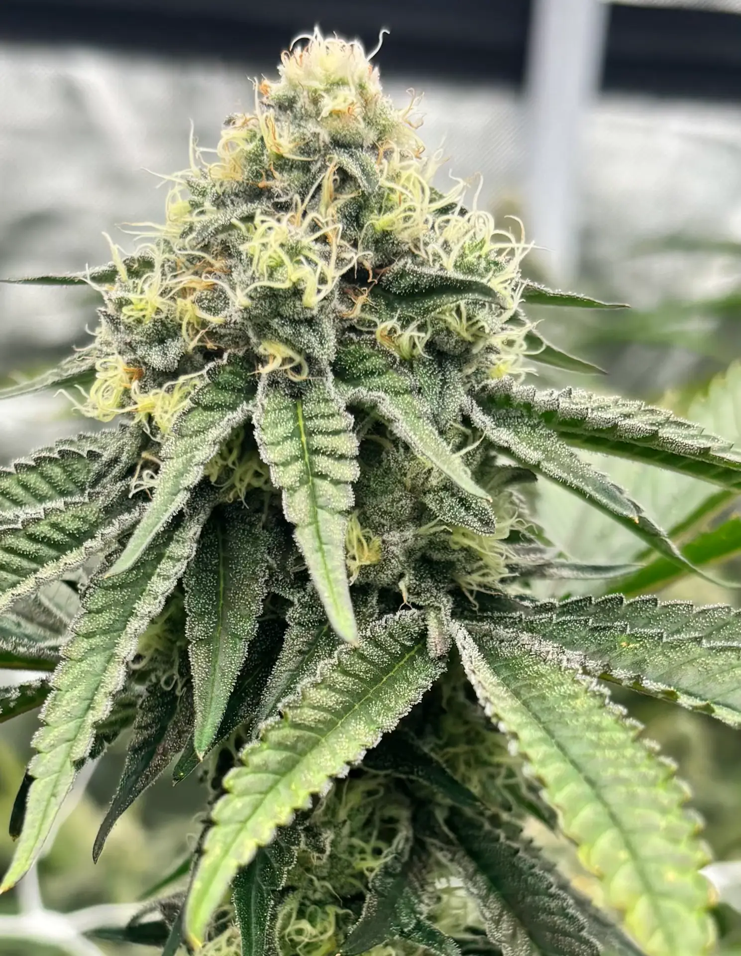Mule Fuel cannabis strain by First State Gardens featuring dense frosty buds with light green tones and creamy white pistils, premium cannabis flower in Delaware