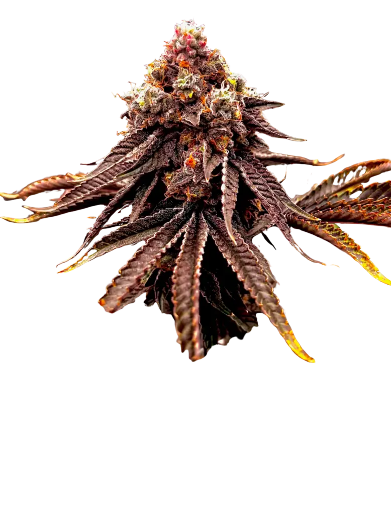 Rancid Rainbow cannabis strain by First State Gardens featuring frosty emerald green buds with purple undertones and orange hairs, premium indoor flower in Delaware