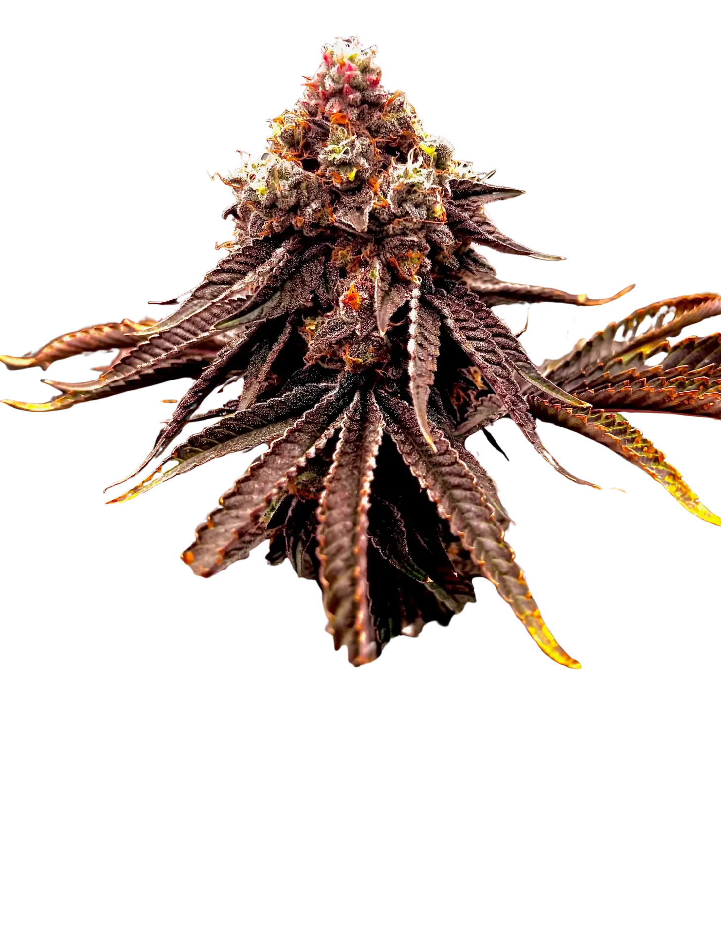 Rancid Rainbow cannabis strain by First State Gardens featuring frosty emerald green buds with purple undertones and orange hairs, premium indoor flower in Delaware