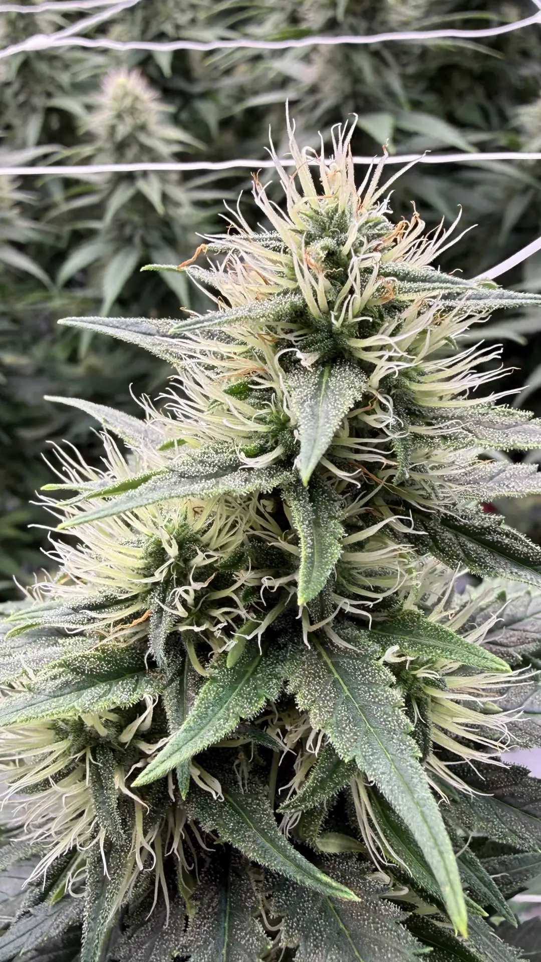 Mack N Jack cannabis flower featuring dense green buds, bright orange hairs, and frosty trichomes grown by First State Gardens.