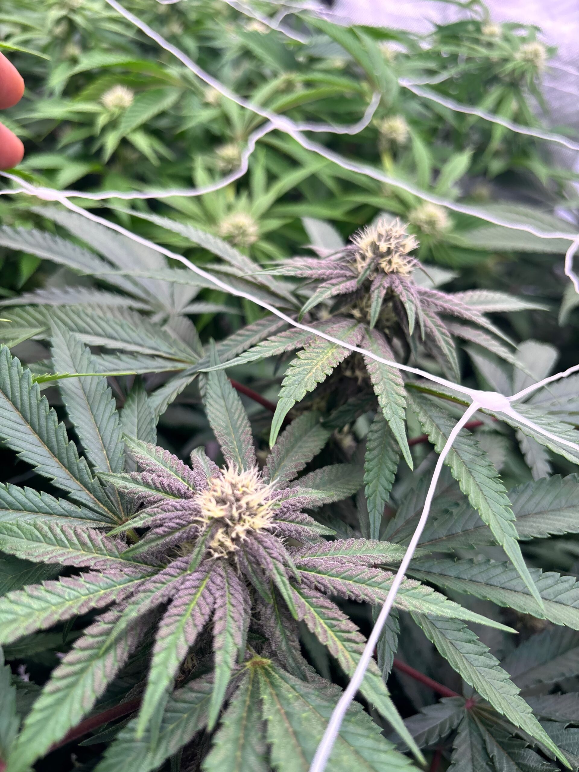 Purple Apples cannabis colas in early flower with purple-tinged leaves and golden pistils, trellis-netted and grown indoors by First State Gardens near Newark, Delaware