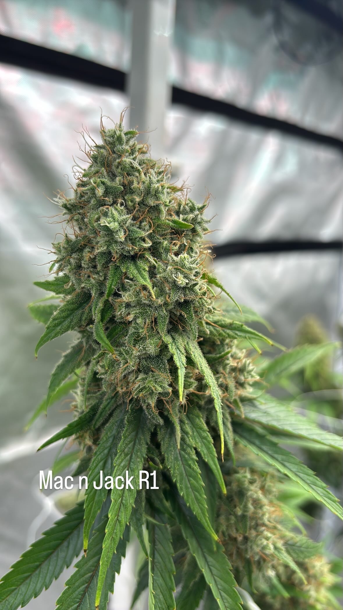 Mac n Jack R1 cannabis flower with frosty trichomes and curled orange pistils, indoor-grown by First State Gardens near Wilmington, Delaware