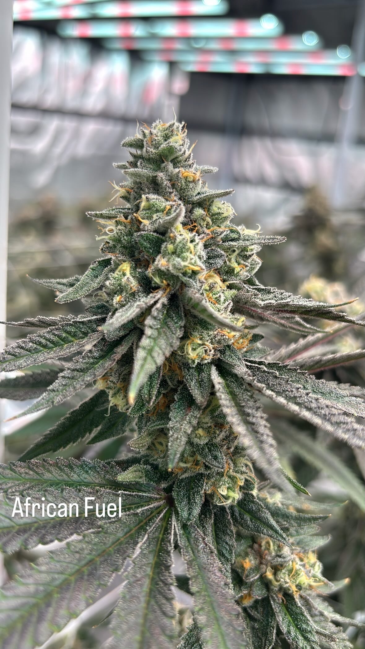 African Fuel sativa cannabis cola with heavy trichome coverage and golden pistils, grown indoors by First State Gardens near Dover, Delaware